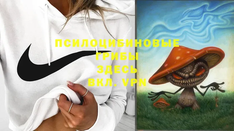 мориарти телеграм  Истра  Псилоцибиновые грибы Psilocybe 